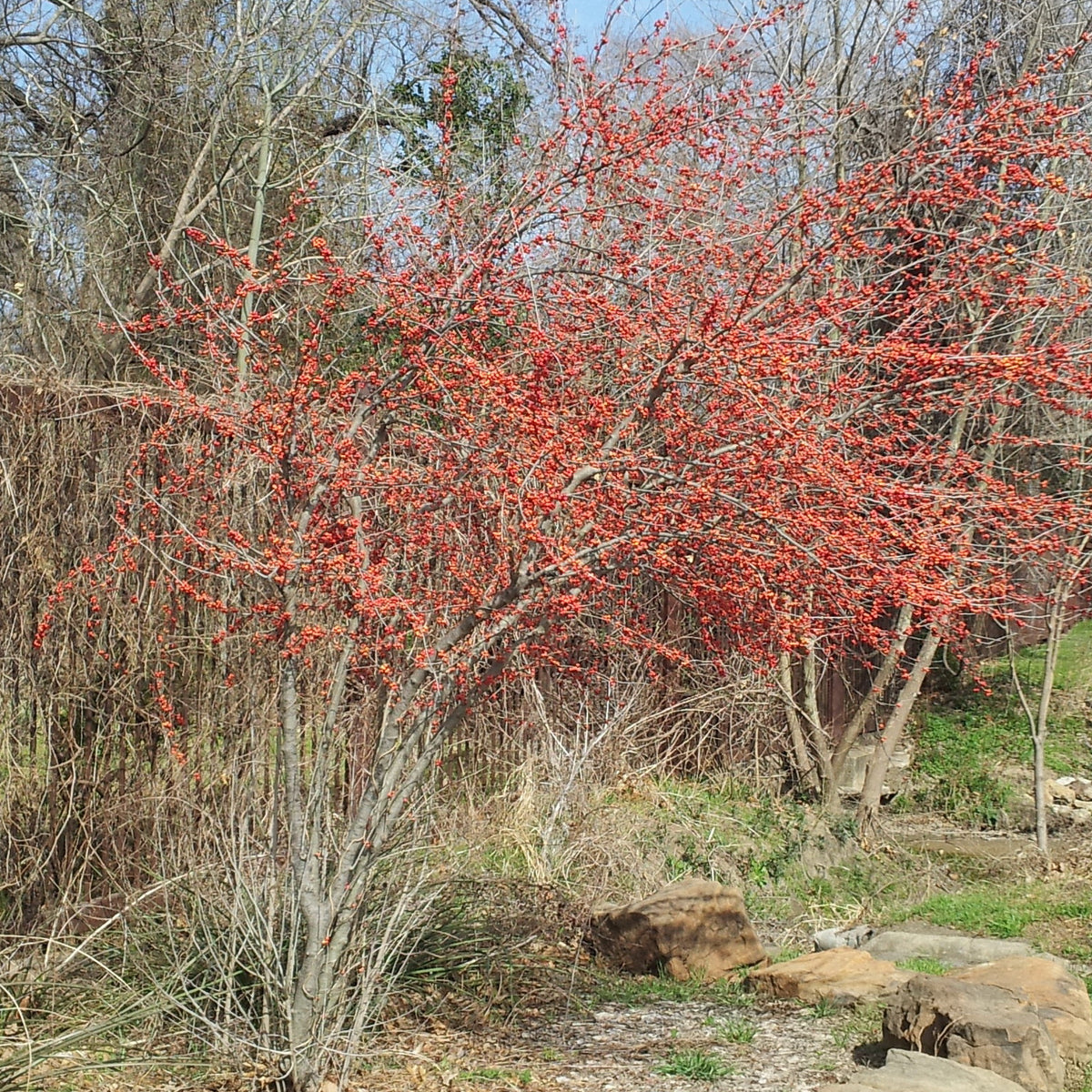 Possumhaw holly (Ilex decidua)