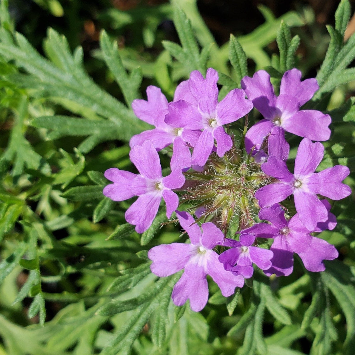 Glandularia bipinnatifida (Prairie Verbena)
