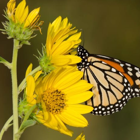 Maximilian Sunflower (Helianthus maximiliani)