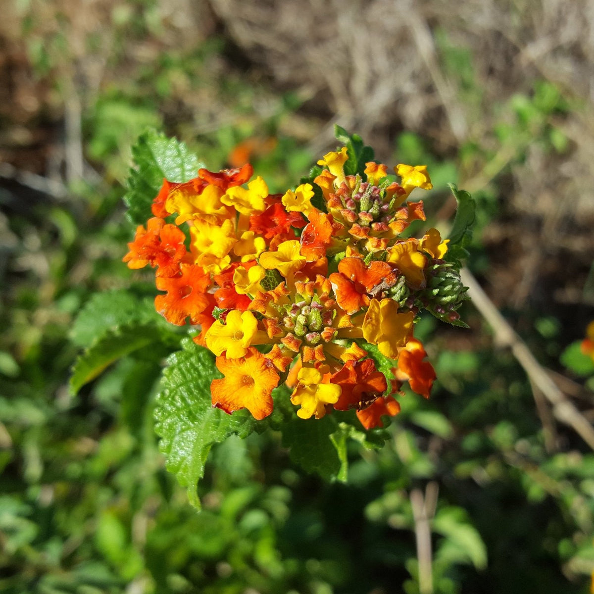 Texas lantana (Lantana urticoides)