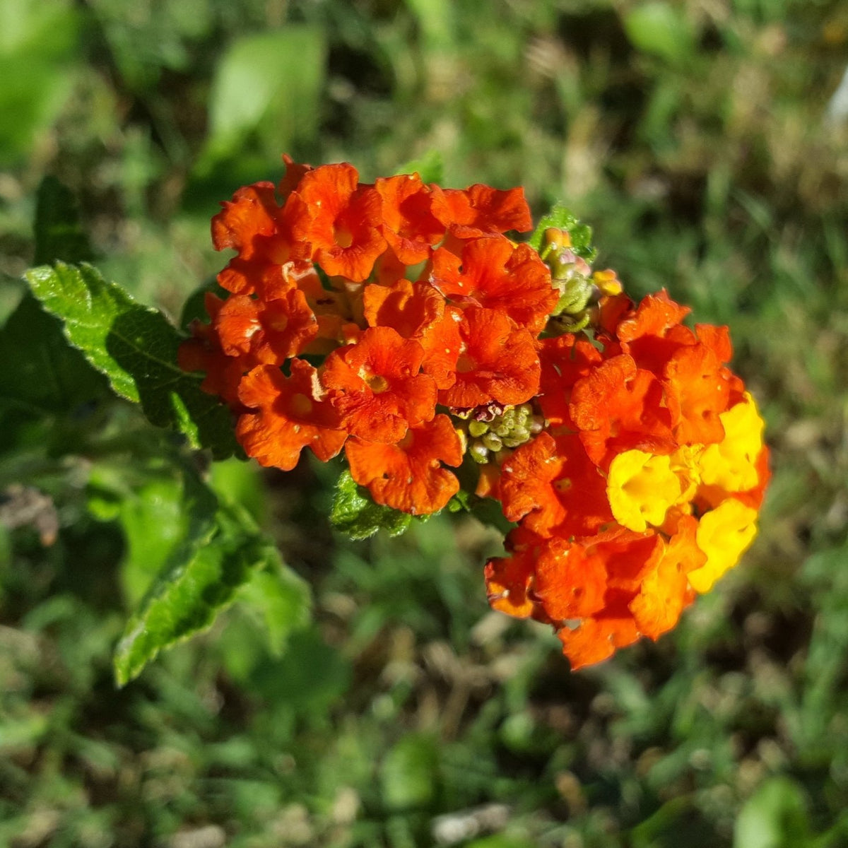 Texas lantana (Lantana urticoides)