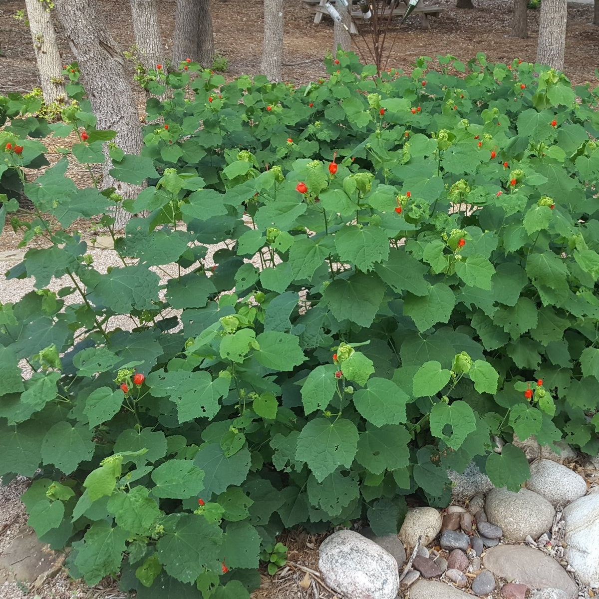 Turk's cap (Malvaviscus arboreus var. drummondii)