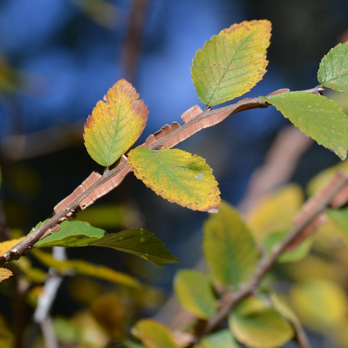 Ulmus crassifolia (Cedar Elm)