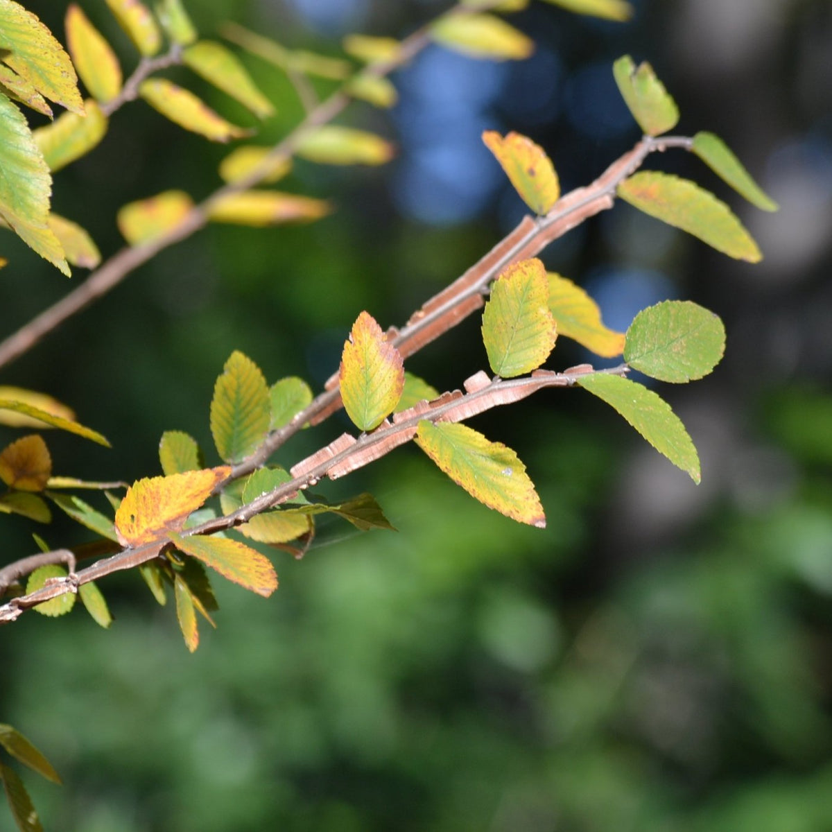 Ulmus crassifolia (Cedar Elm)