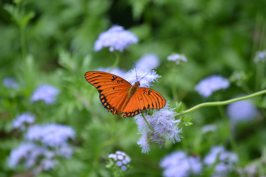 Butterfly Gardening