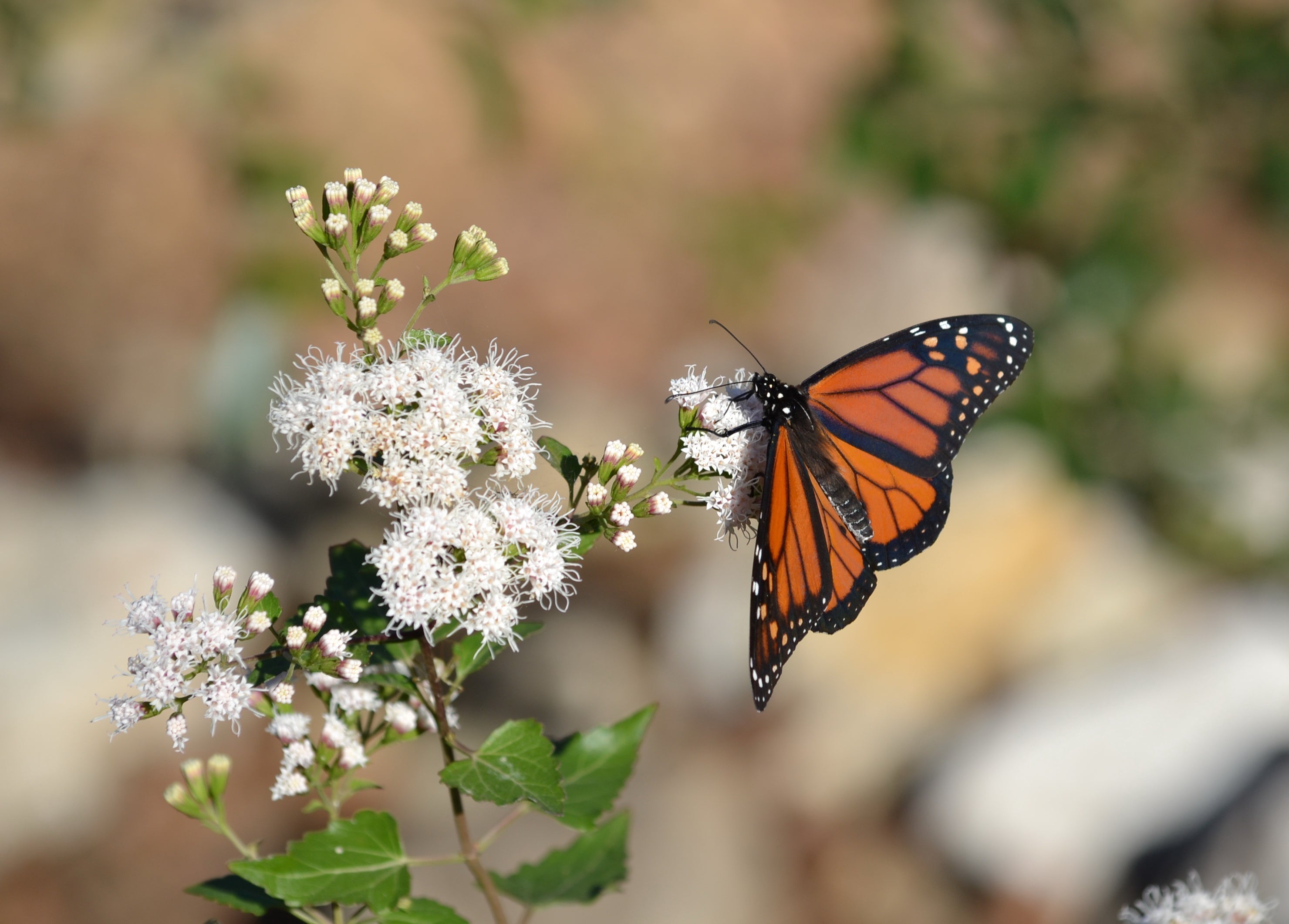 Monarch butterfly on Shrubby Boneset (Ageratina havanensis)