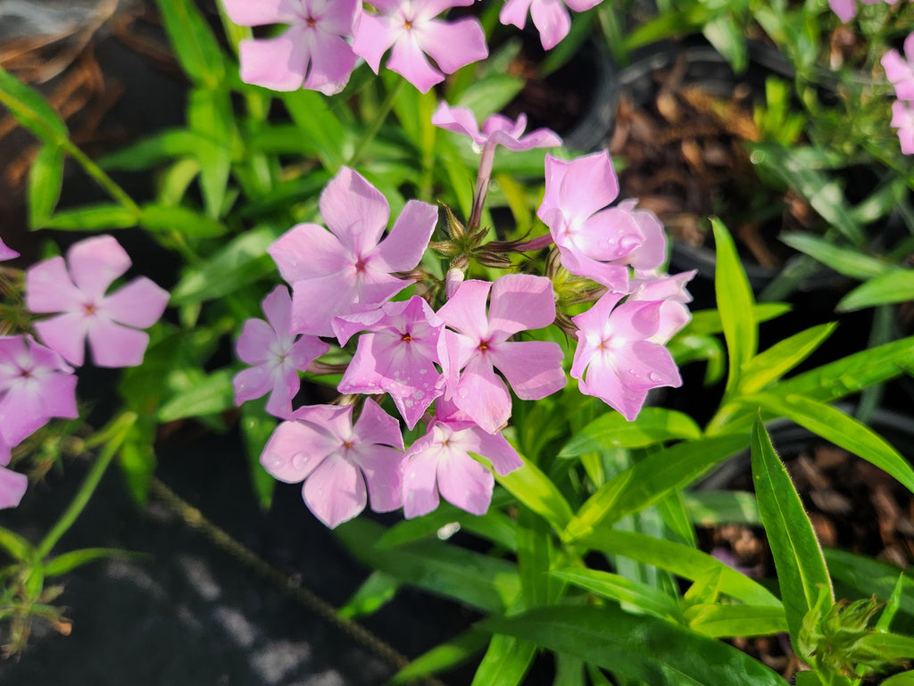 Phlox pilosa (Prairie Phlox)