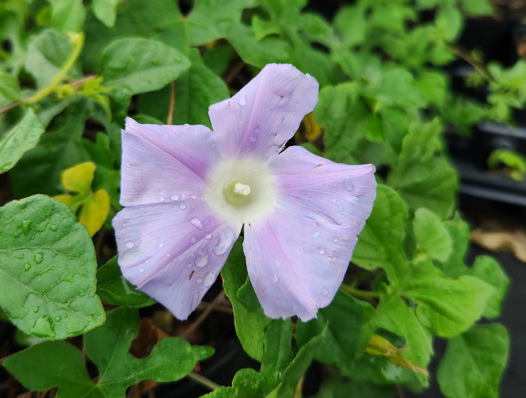 Ipomea lindheimeri (Lindheimer's Morning-glory)