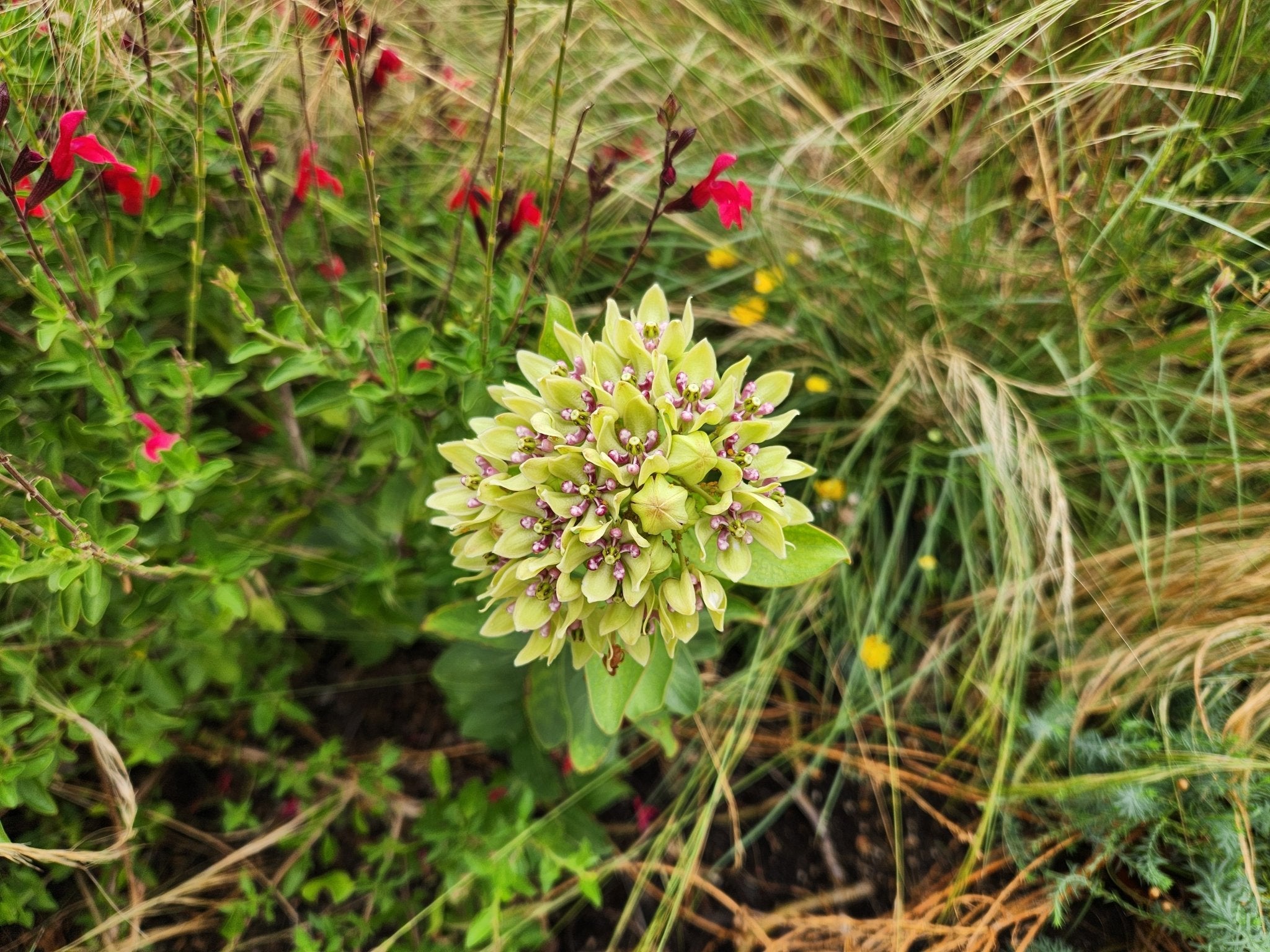 Asclepias viridis (Green Milkweed)