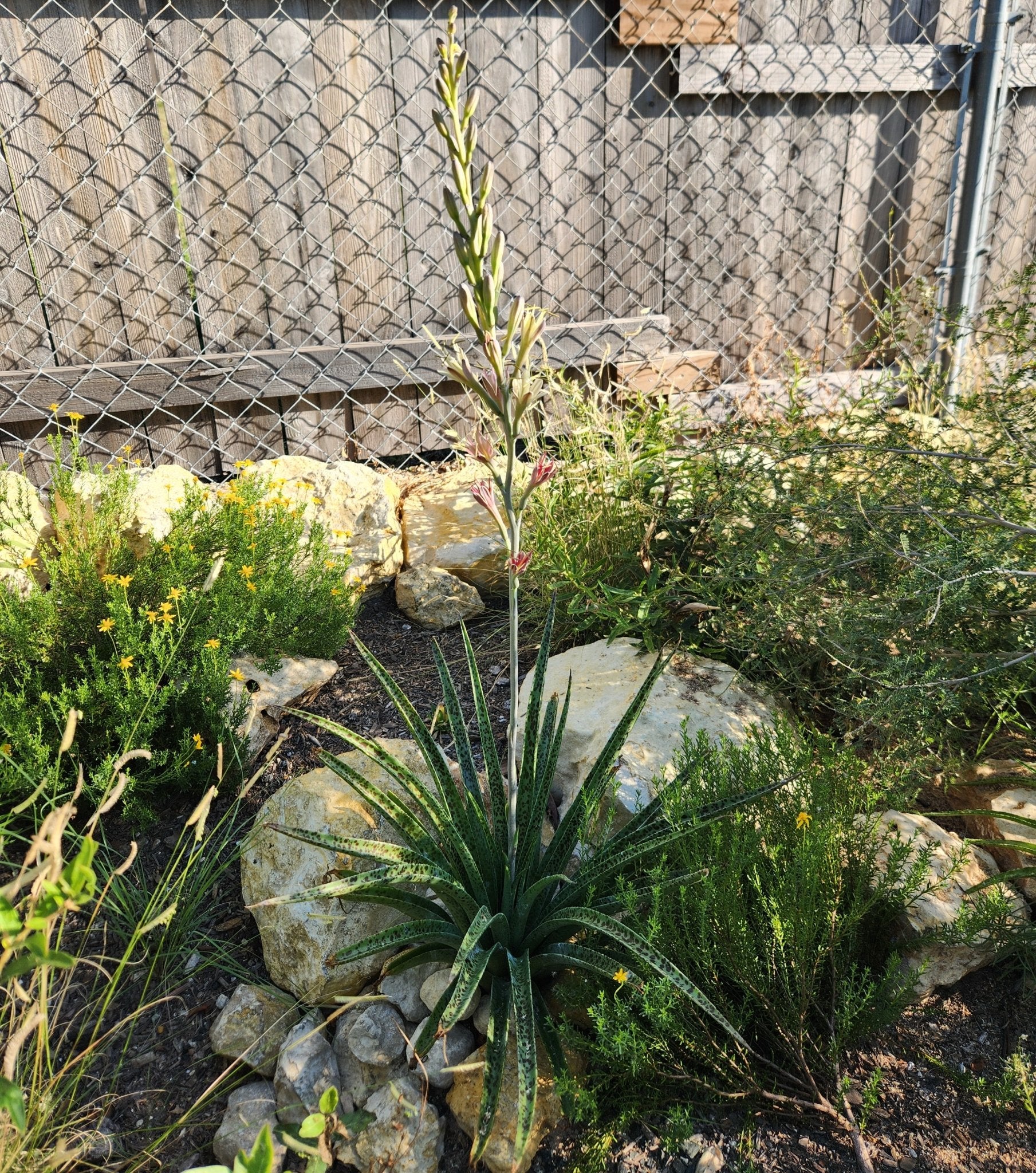 Manfreda maculosa (Texas Tuberose)