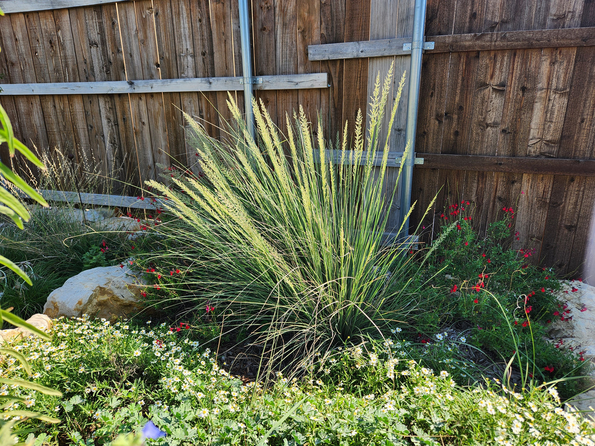Muhlenbergia lindheimeri (Lindheimer Muhly)