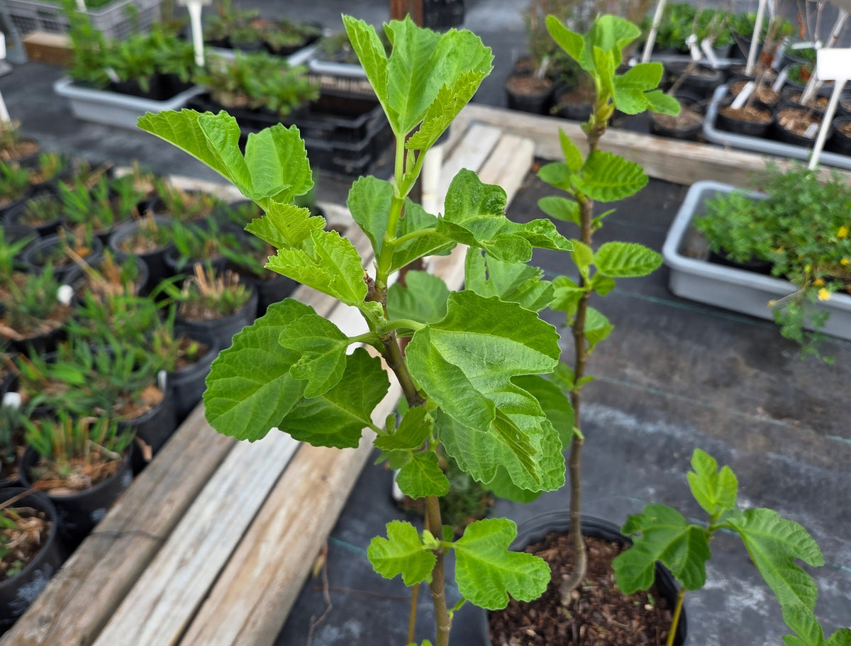 Ficus carica (Fig 'Celeste')