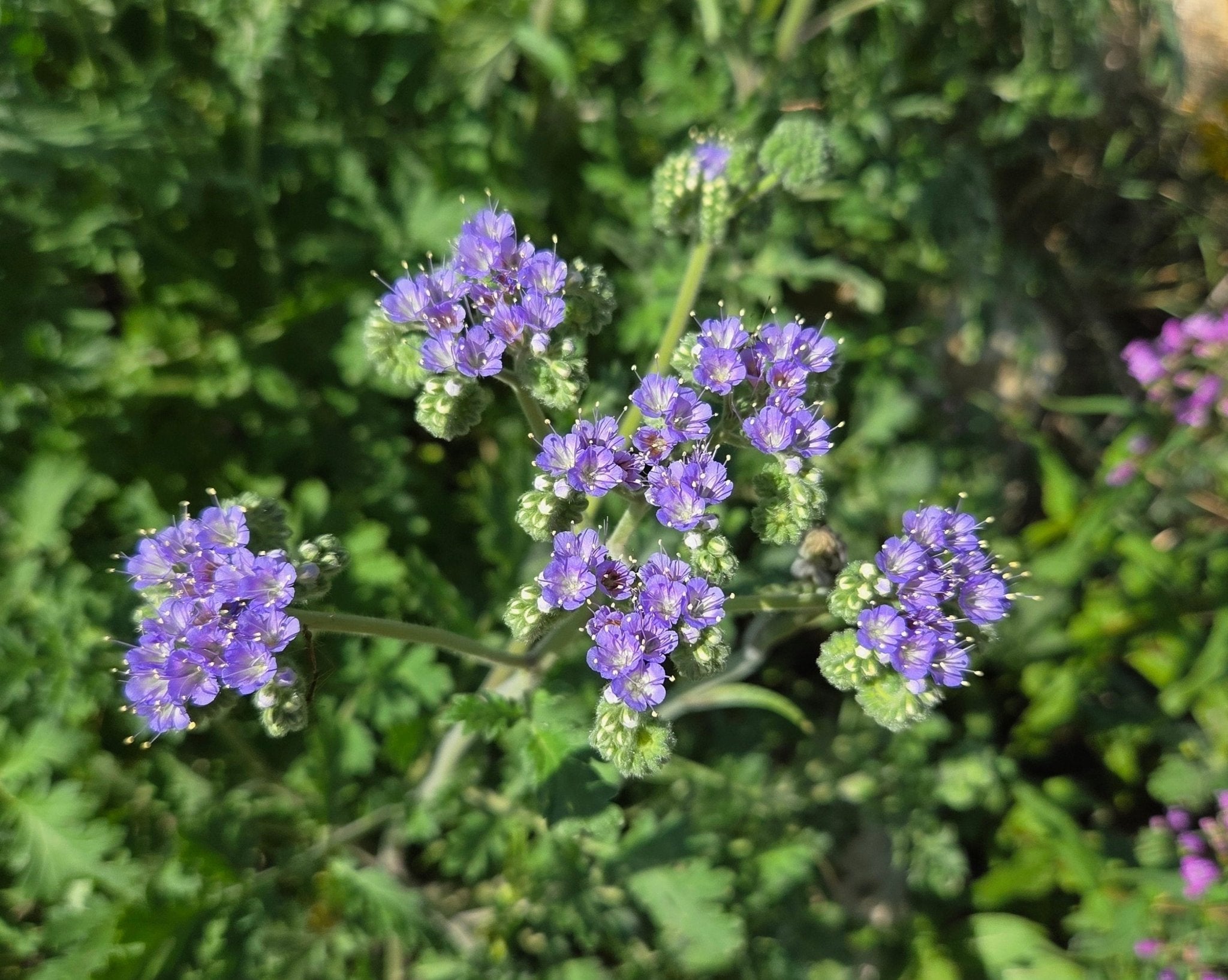Phacelia congesta (Blue Curls)