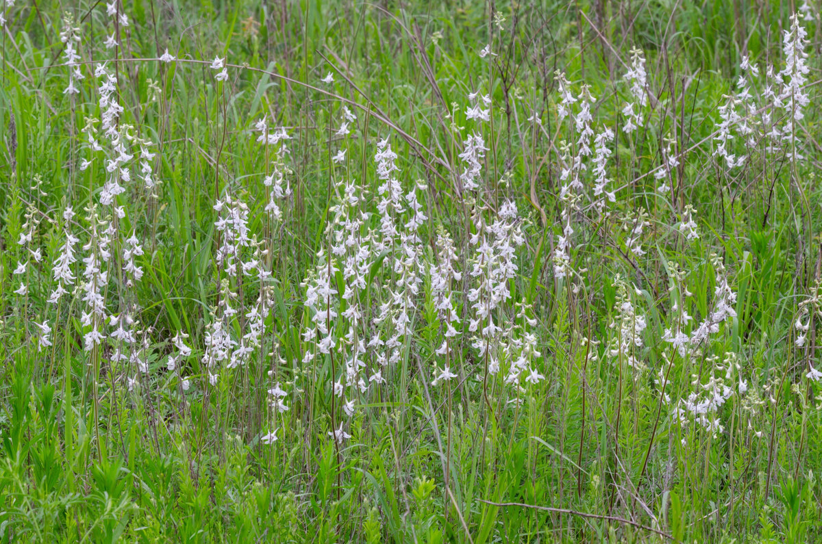 Delphinium carolinianum (Carolina Larkspur)