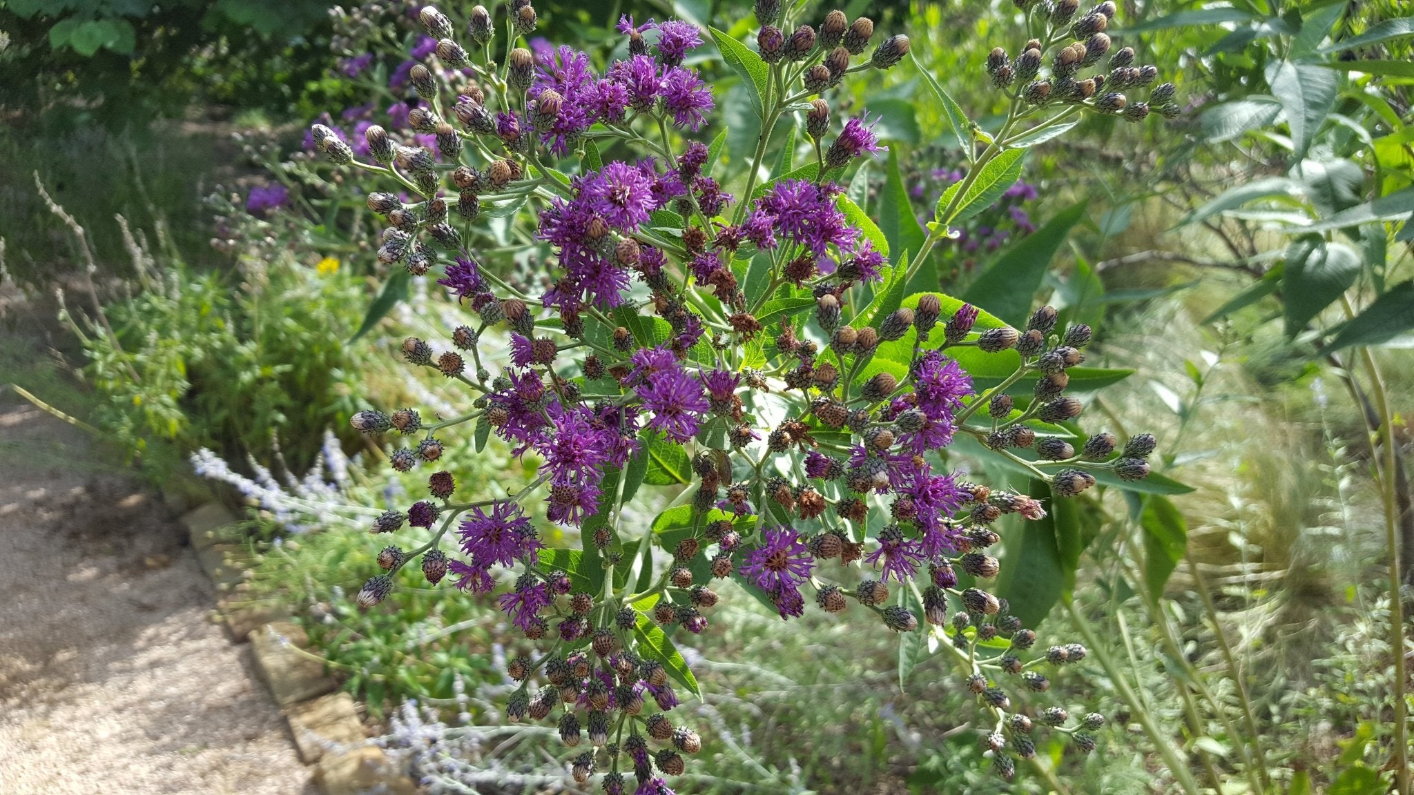 Vernonia baldwinii (Western Ironweed)