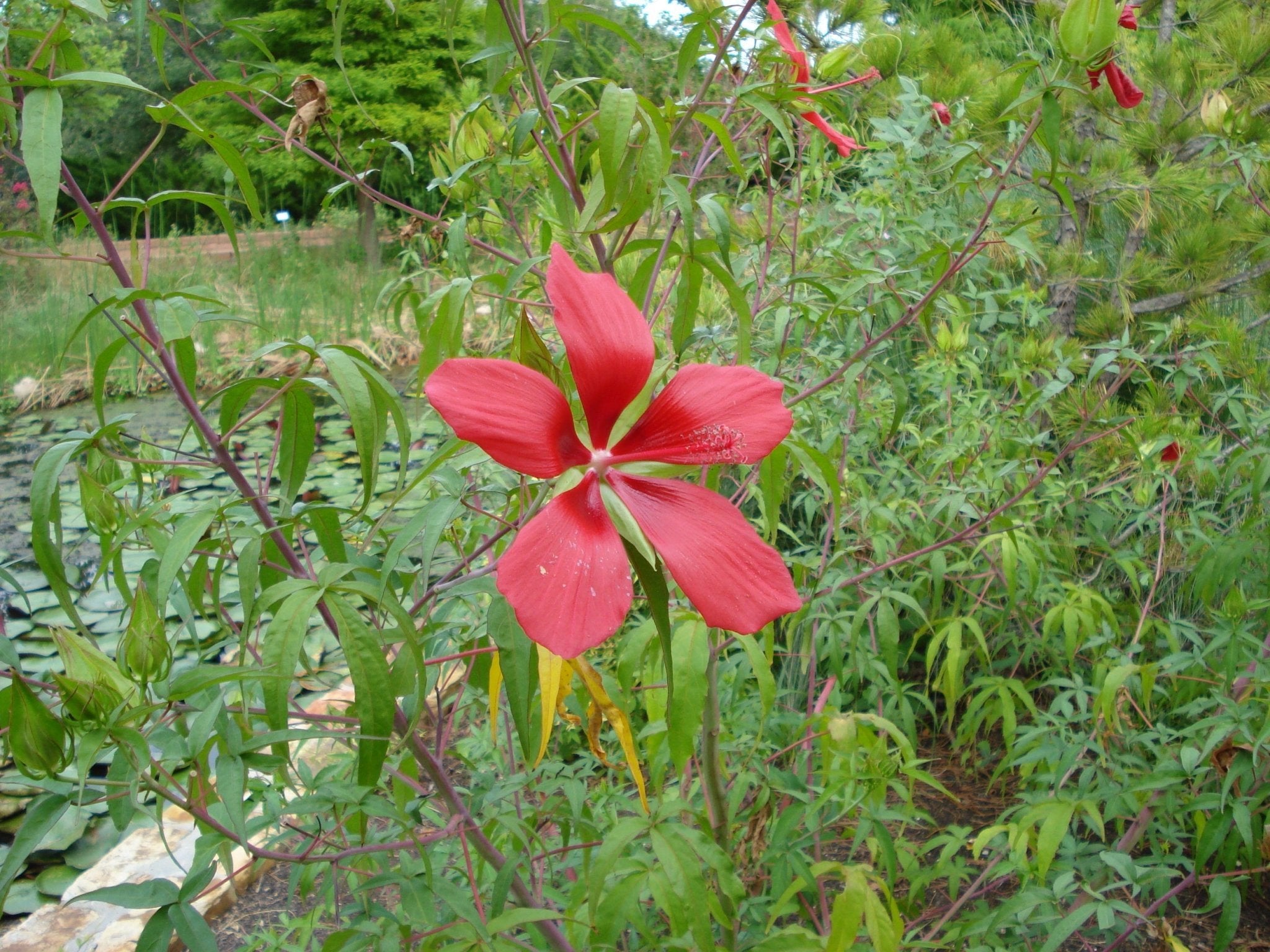 Hibiscus coccineus (Texas Star Hibiscus)