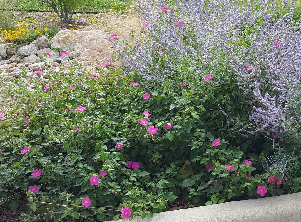 Pavonia lasiopetala (Rock Rose)