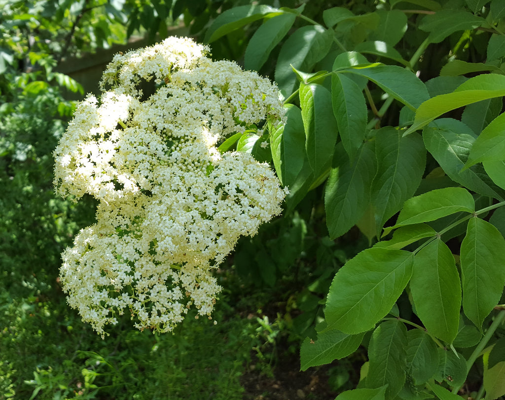 Elderberry (Sambucus canadensis)