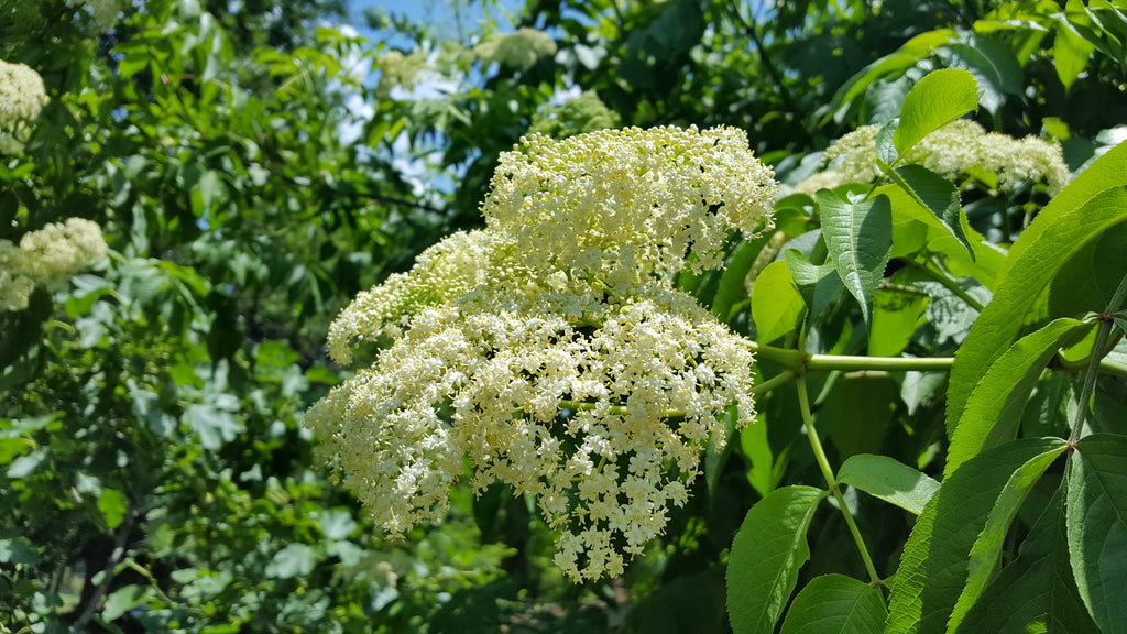 Elderberry (Sambucus canadensis)