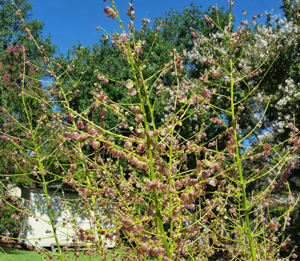 Lindheimer's nolina (Nolina lindheimeriana)