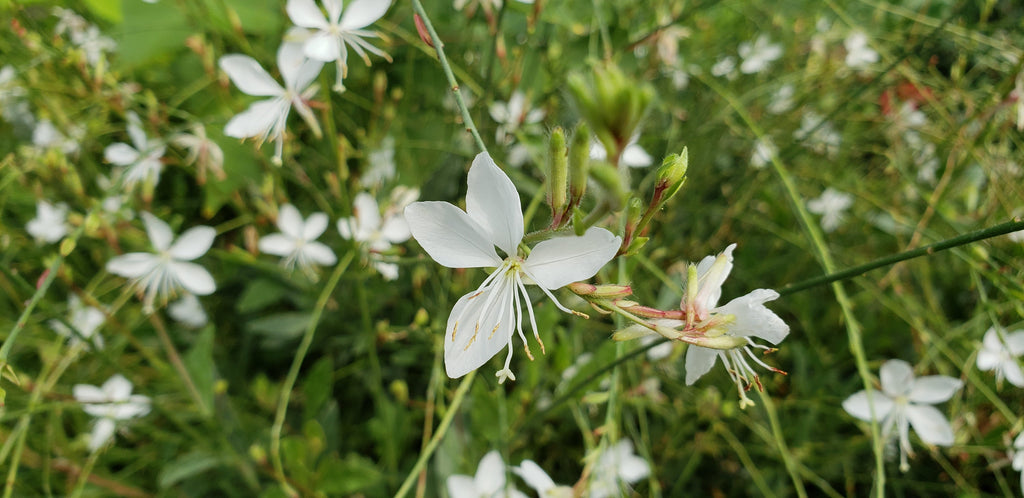 Oenothera lindheimeri 'Belleza White' (Gaura 'Belleza White')