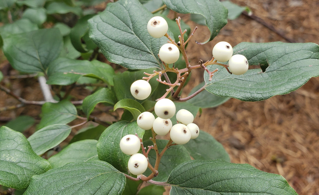 Roughleaf dogwood (Cornus drummondii)