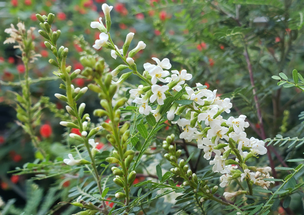 Texas kidneywood (Eysenhardtia texana)