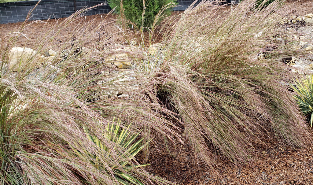 Little bluestem (Schizachyrium scoparium)