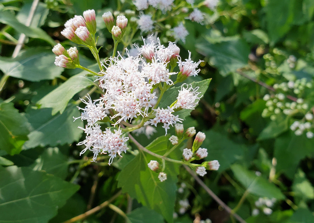 Shrubby boneset (Ageratina havanensis)