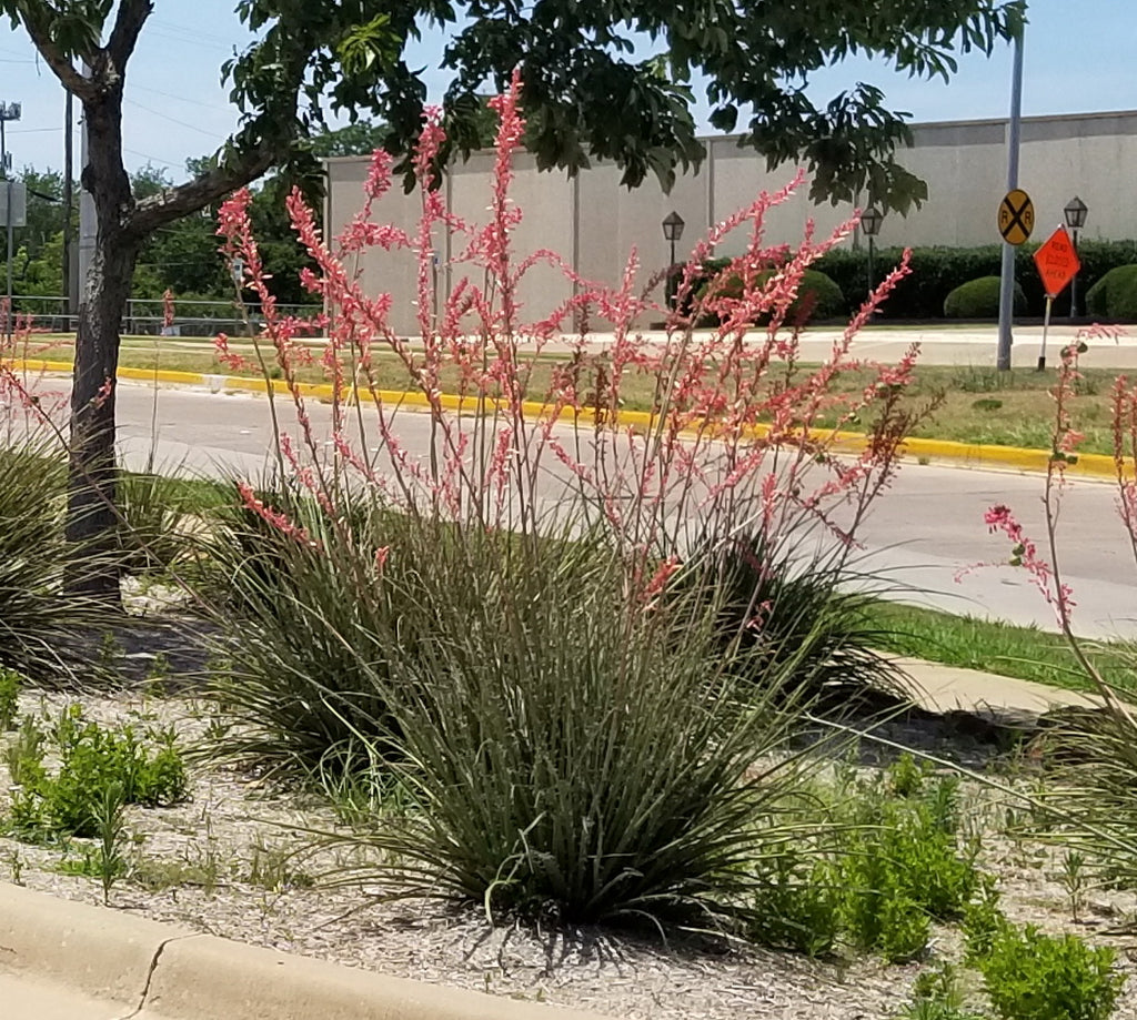 Yucca, Red (Hesperaloe parviflora)