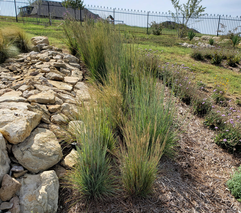 Little Bluestem (Schizachyrium scoparium)