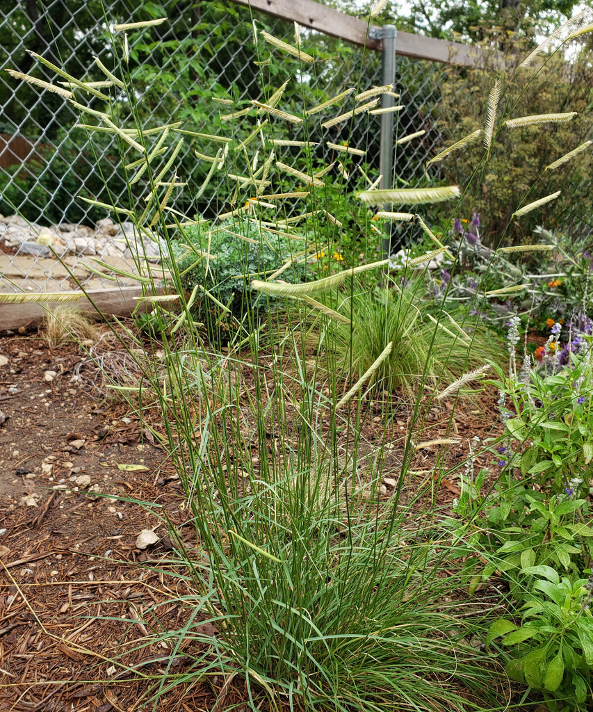 Blue Grama (Bouteloua gracilis)