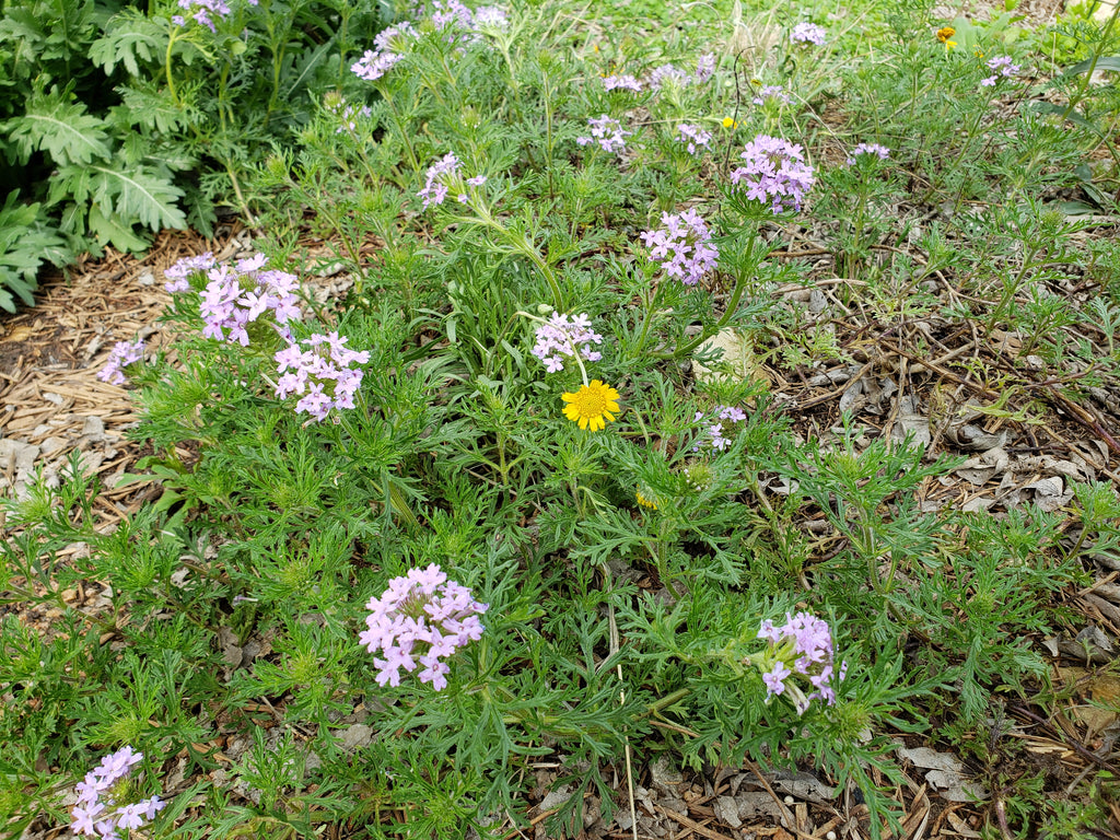 Glandularia bipinnatifida (Prairie Verbena)