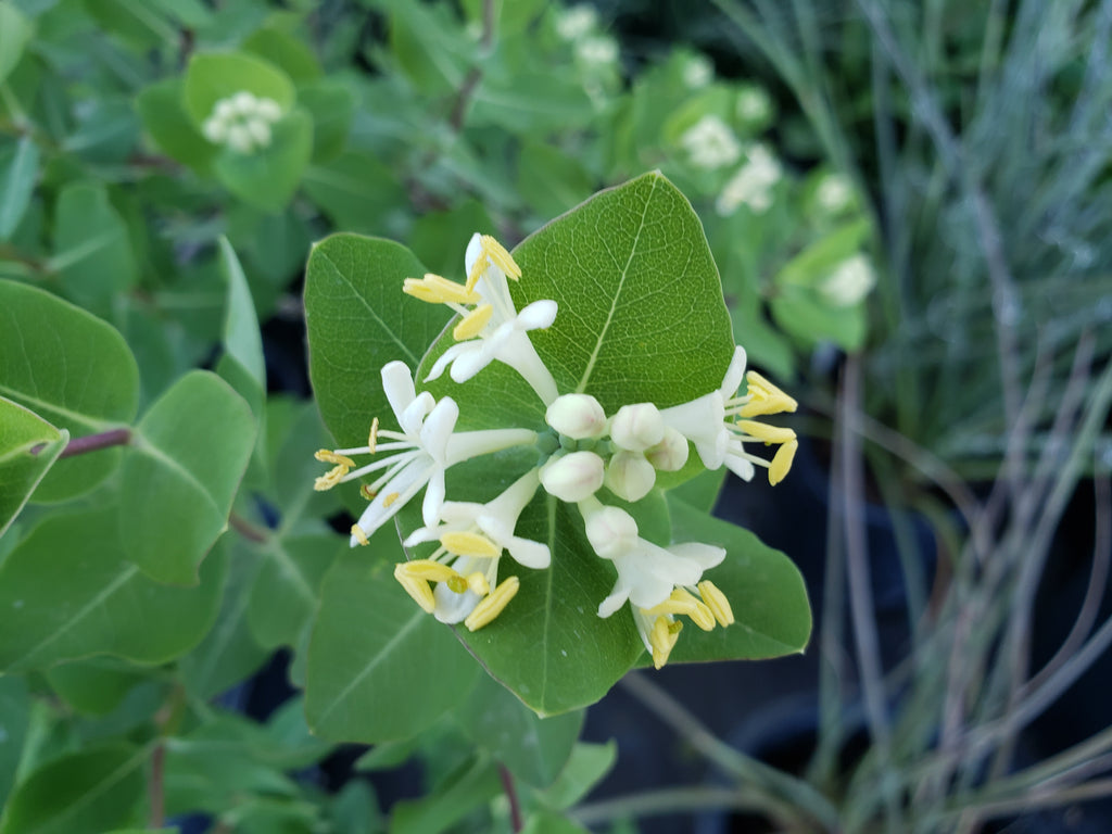 Lonicera albiflora (Western White Honeysuckle)