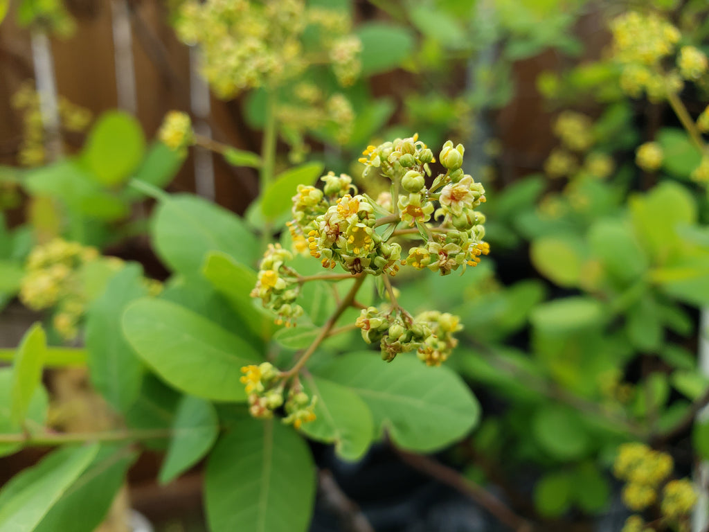 Cotinus obovatus (American Smoke Tree)