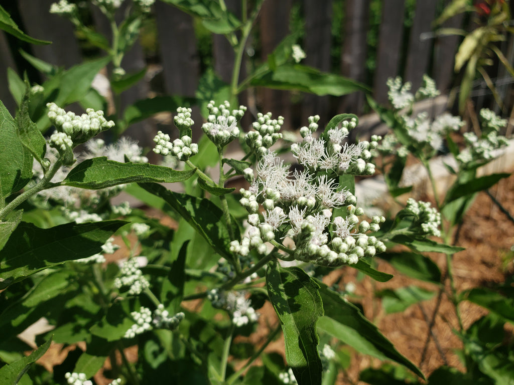 Eupatorium serotinum (Late Boneset)