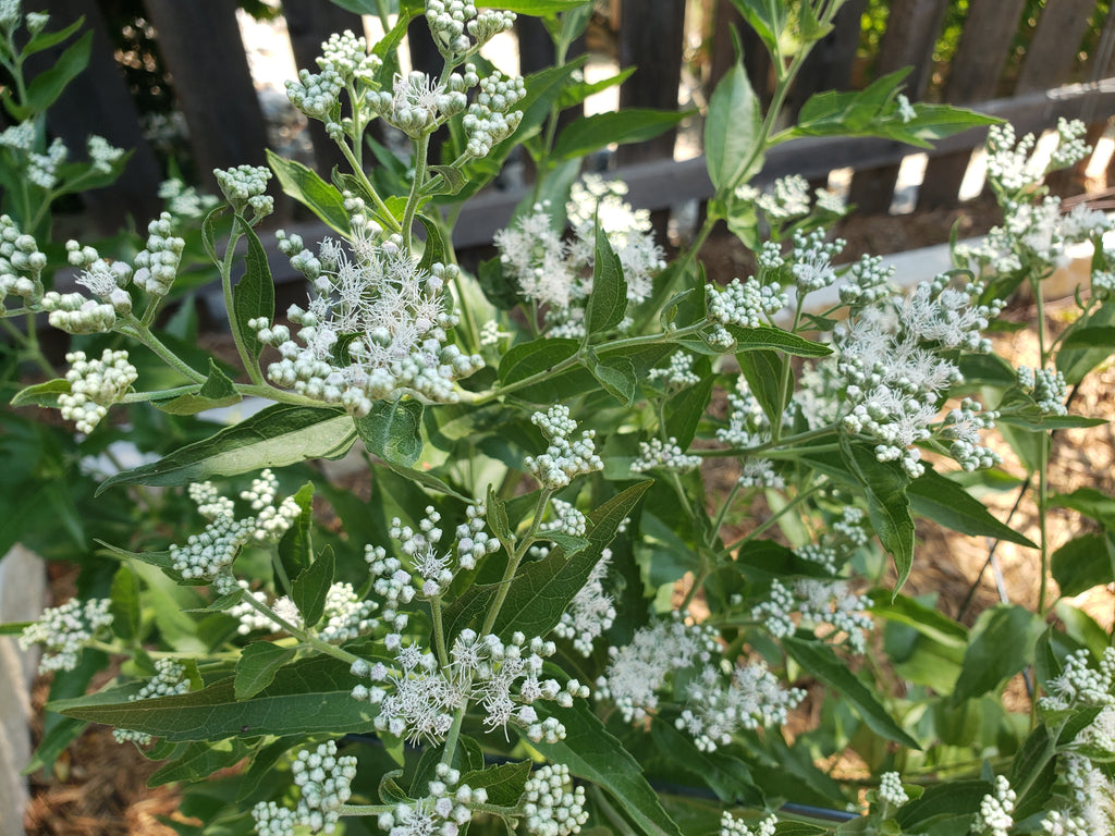 Eupatorium serotinum (Late Boneset)