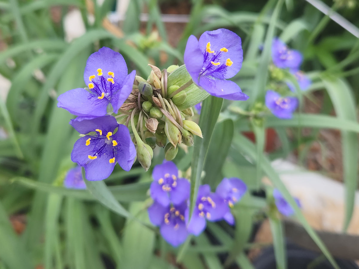 Tradescantia ohiensis (Ohio Spiderwort)