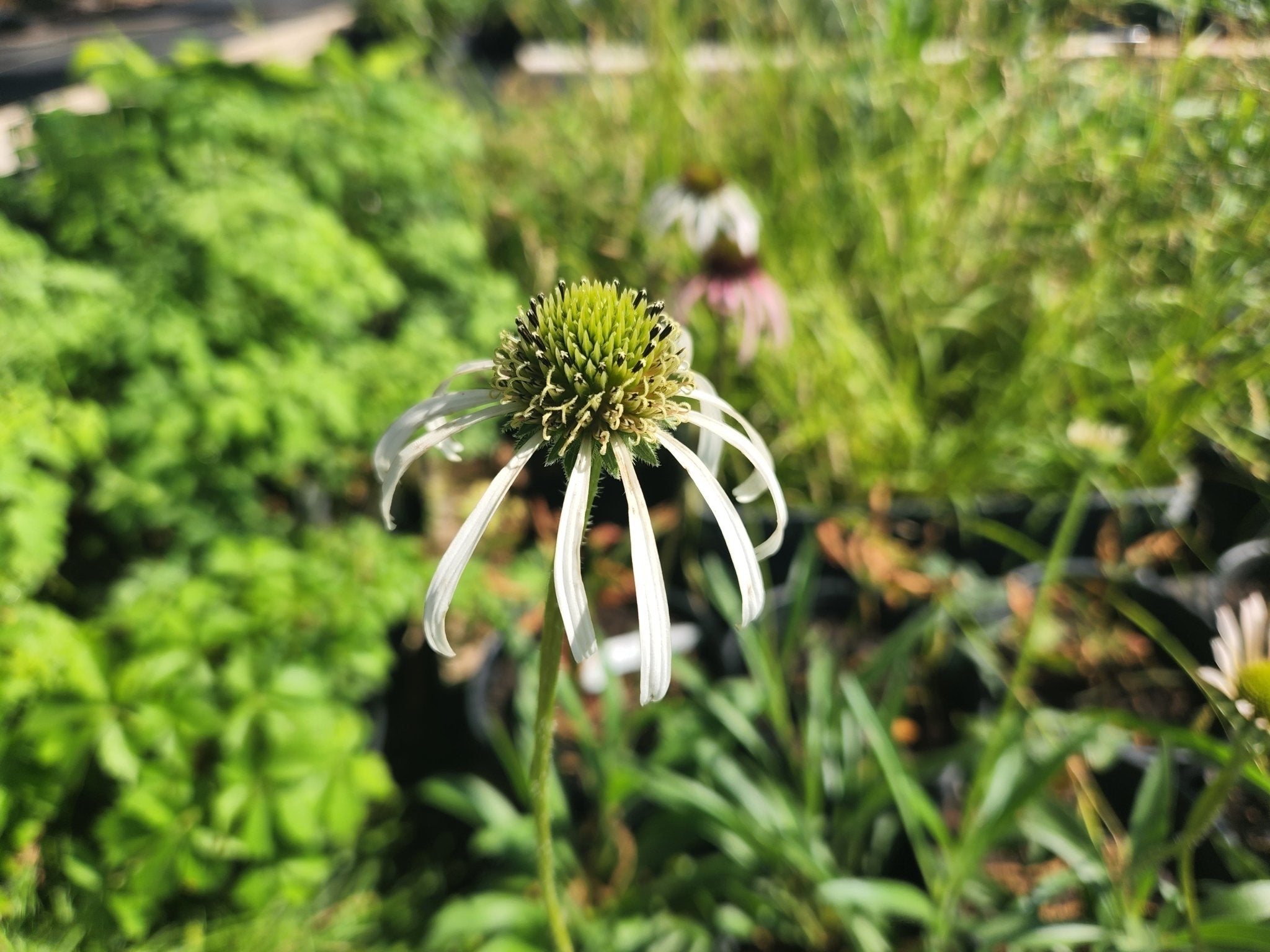 Echinacea pallida (Pale Coneflower)