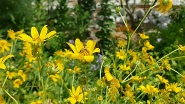 Engelmannia peristenia (Cutleaf Daisy)