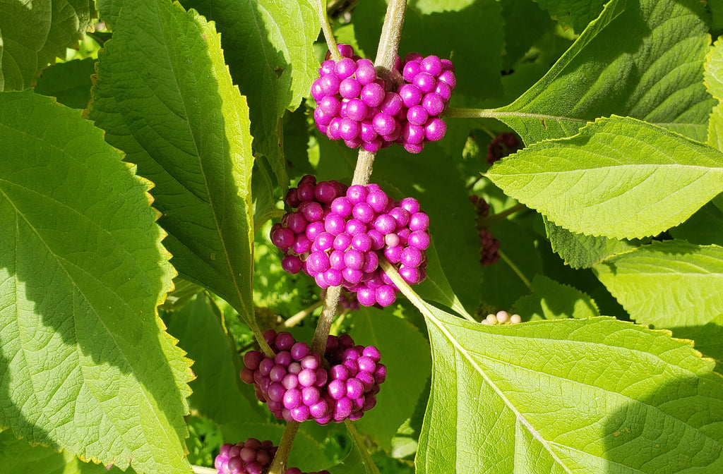 American Beautyberry (Callicarpa americana)