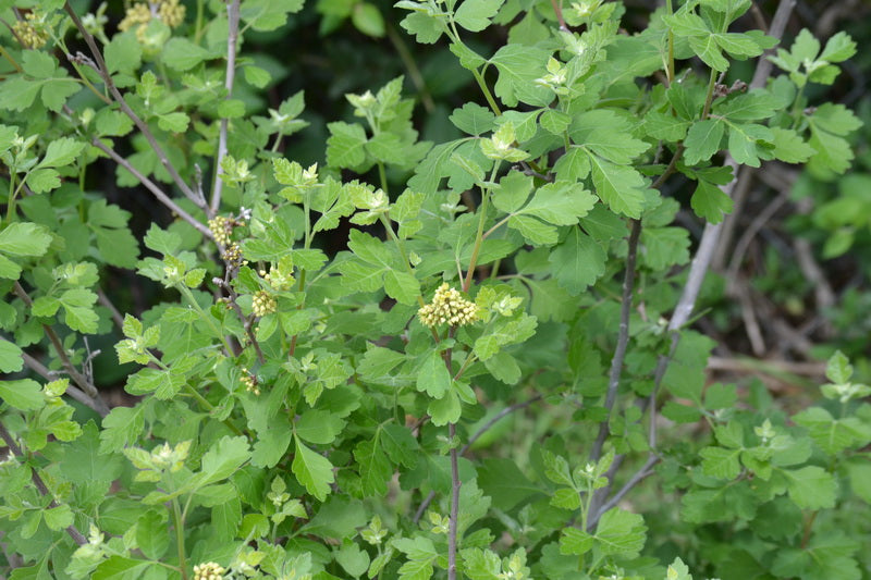 Aromatic sumac Rhus aromatica