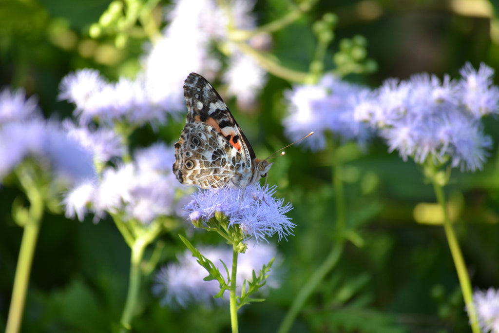 Gregg's Mistflower (Conoclinium greggii)