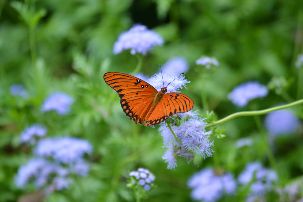 Gregg's Mistflower (Conoclinium greggii)