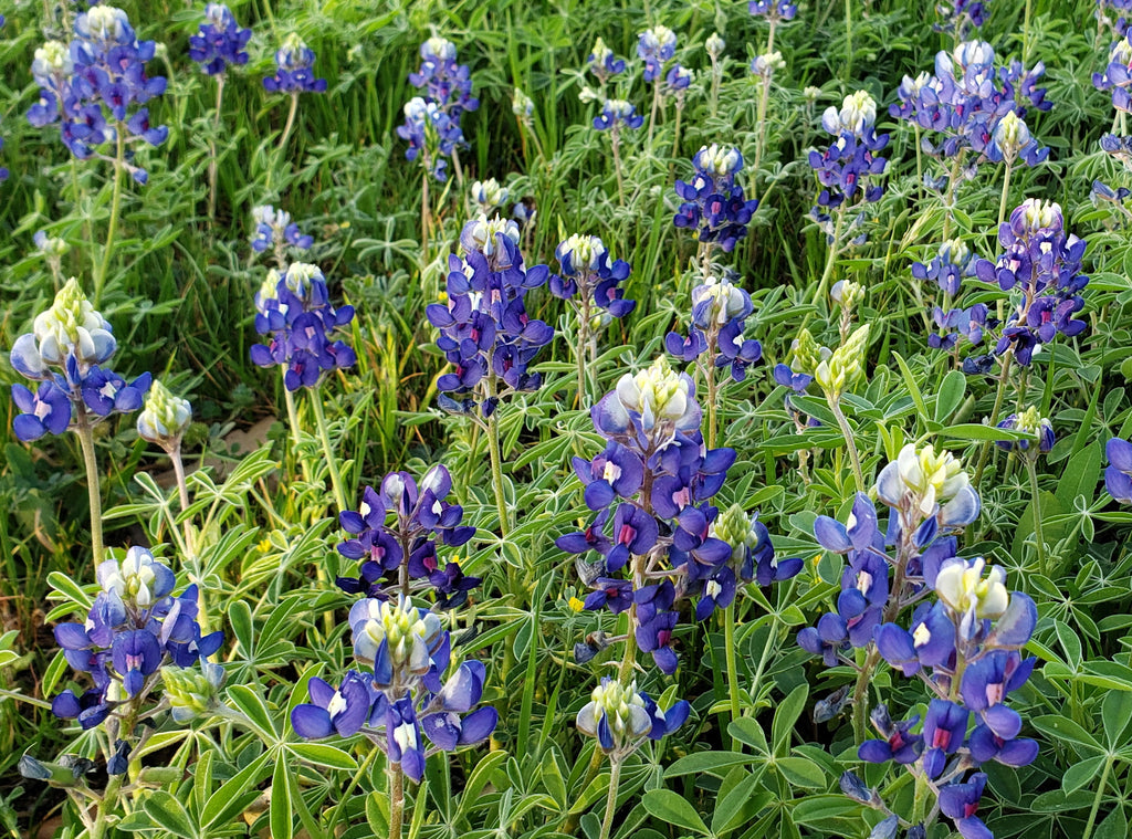 Texas Bluebonnets (Lupinus texensis)