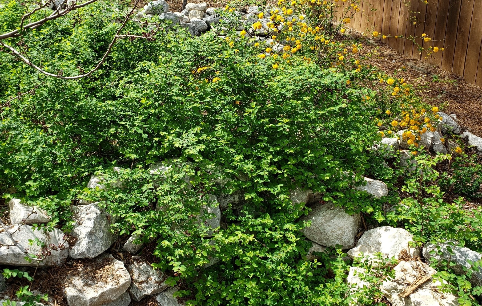 Coralberry (Symphoricarpos orbiculatus)