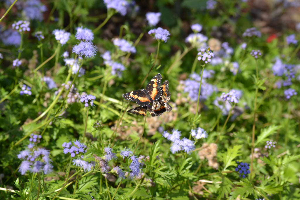 Gregg's Mistflower (Conoclinium greggii)