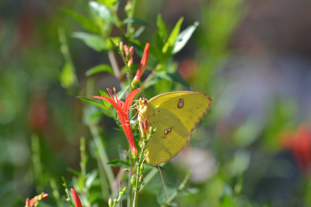 Hummingbird bush (Anisacanthus quadrifidus var. wrightii)