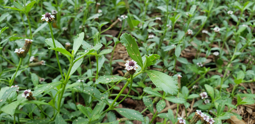 Frogfruit (Phyla nodiflora)