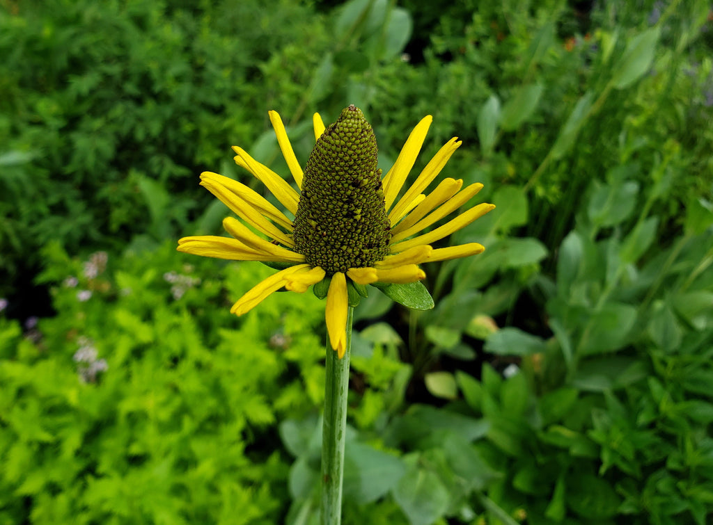 Giant Coneflower (Rudbeckia maxima)